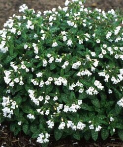 Pulmonaria off. 'Sissinghurst White geen maat specificatie 0,55L/P9cm - afbeelding 8