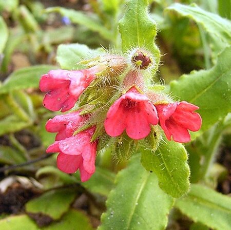 Pulmonaria rubra geen maat specificatie 0,55L/P9cm