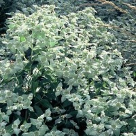 Pycnanthemum muticum geen maat specificatie 0,55L/P9cm - afbeelding 2