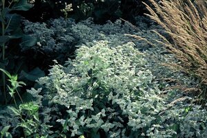 Pycnanthemum muticum geen maat specificatie 0,55L/P9cm