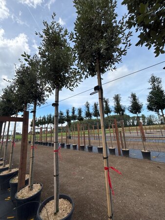 Quercus ilex 10-12 STA cont. 55L - image 1