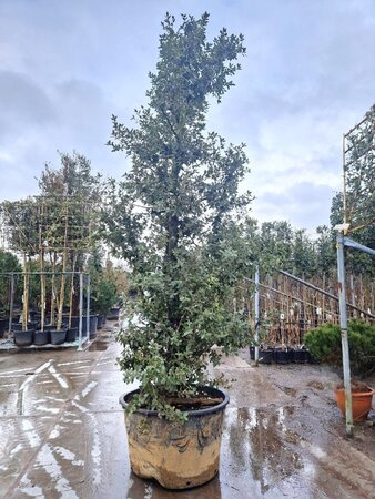 Quercus ilex 350-400 cm cont. 230L meerstammig - afbeelding 5