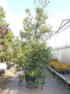 Quercus ilex 350-400 cm cont. 230L meerstammig - afbeelding 4