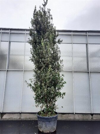 Quercus ilex 350-400 cm cont. 230L meerstammig - afbeelding 5