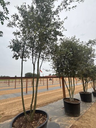Quercus ilex 350-400 cm cont. 230L multi-stem - image 8