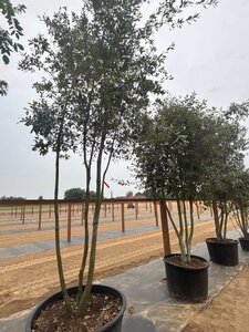 Quercus ilex 350-400 cm cont. 230L multi-stem - image 8