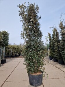 Quercus ilex 350-400 cm cont. 230L multi-stem