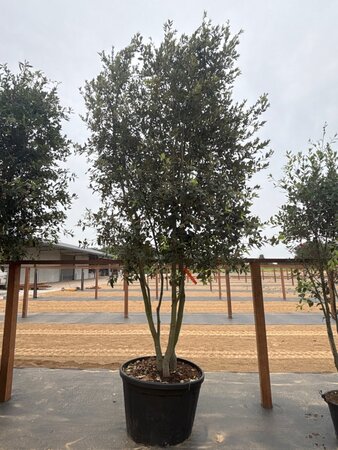 Quercus ilex 350-400 cm cont. 230L multi-stem - image 7