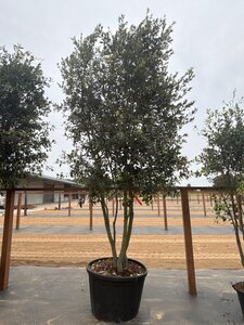 Quercus ilex 350-400 cm cont. 230L multi-stem - image 7
