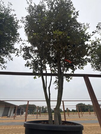 Quercus ilex 350-400 cm cont. 230L multi-stem - image 12