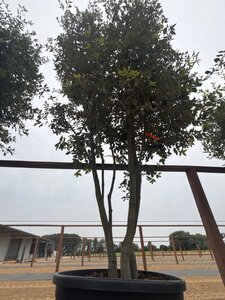 Quercus ilex 350-400 cm cont. 230L multi-stem - image 12