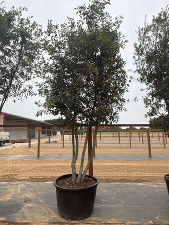 Quercus ilex 350-400 cm cont. 230L multi-stem - image 6