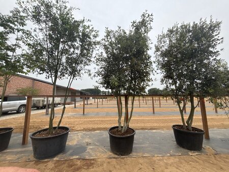 Quercus ilex 350-400 cm cont. 230L multi-stem - image 5