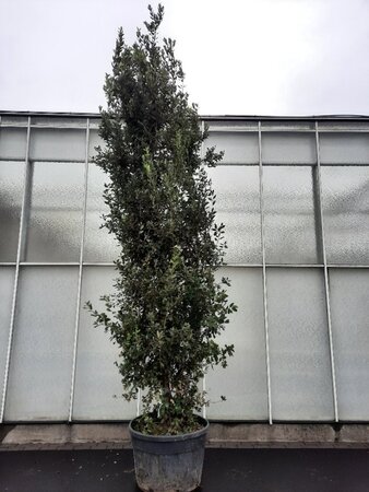 Quercus ilex 350-400 cm cont. 230L multi-stem - image 4