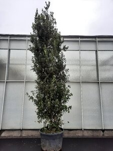 Quercus ilex 350-400 cm cont. 230L multi-stem - image 4