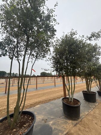 Quercus ilex 350-400 cm cont. 230L multi-stem - image 11