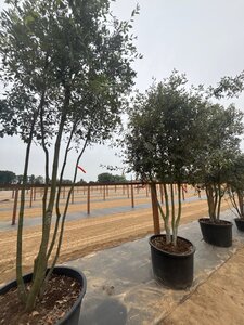 Quercus ilex 350-400 cm cont. 230L multi-stem - image 11
