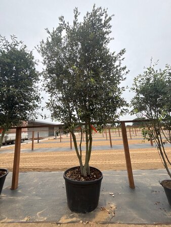 Quercus ilex 350-400 cm cont. 230L multi-stem - image 10