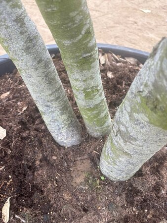 Quercus ilex 350-400 cm cont. 230L multi-stem - image 4