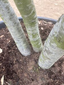 Quercus ilex 350-400 cm cont. 230L multi-stem - image 4