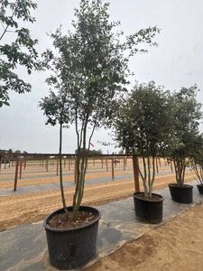Quercus ilex 350-400 cm cont. 230L multi-stem - image 3