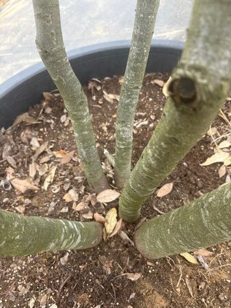 Quercus ilex 350-400 cm cont. 230L multi-stem - image 2