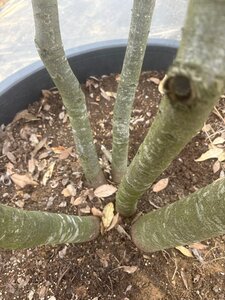 Quercus ilex 350-400 cm cont. 230L multi-stem - image 2
