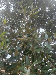 Quercus ilex 350-400 cm cont. 230L multi-stem - image 9