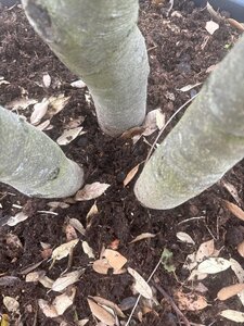 Quercus ilex 350-400 cm cont. 230L multi-stem - image 13