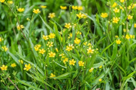 Ranunculus flammula geen maat specificatie 0,55L/P9cm - image 2