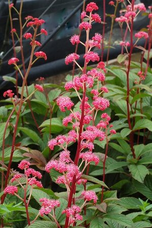 Rodgersia 'Bronze Peacock' geen maat specificatie 0,55L/P9cm - afbeelding 4