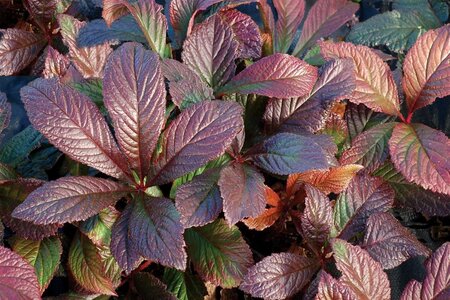 Rodgersia 'Bronze Peacock' geen maat specificatie 0,55L/P9cm - image 1