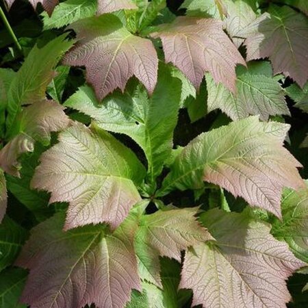 Rodgersia 'Bronze Peacock' geen maat specificatie 0,55L/P9cm - image 2