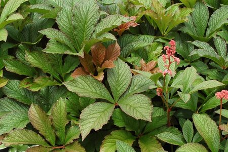 Rodgersia 'Bronze Peacock' geen maat specificatie 0,55L/P9cm - image 5