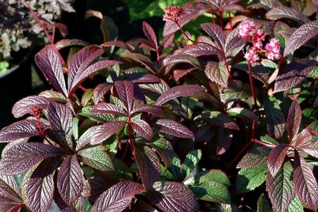Rodgersia 'Bronze Peacock' geen maat specificatie 0,55L/P9cm - image 3