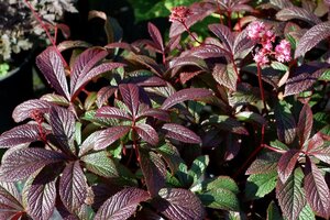 Rodgersia 'Bronze Peacock' geen maat specificatie 0,55L/P9cm - image 3