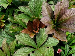Rodgersia 'Bronze Peacock' geen maat specificatie 0,55L/P9cm - image 6