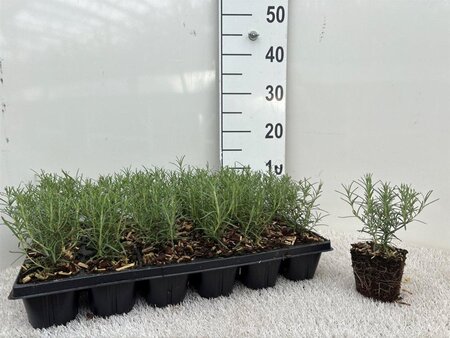 Rosmarinus off. 'Miss Jess. Upr.' geen maat specificatie 0,55L/P9cm