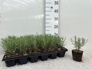 Rosmarinus off. 'Miss Jess. Upr.' geen maat specificatie 0,55L/P9cm