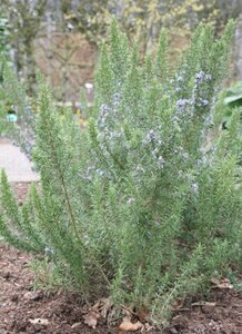 Rosmarinus off. 'Miss Jess. Upr.' geen maat specificatie 0,55L/P9cm - image 2
