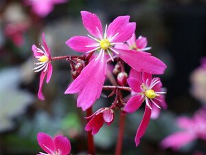 Saxifraga c. 'Black Ruby' geen maat specificatie 0,55L/P9cm