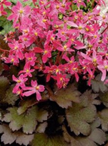 Saxifraga c. 'Black Ruby' geen maat specificatie 0,55L/P9cm - afbeelding 2