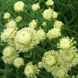 Santolina cham. 'Edward Bowles' geen maat specificatie 0,55L/P9cm