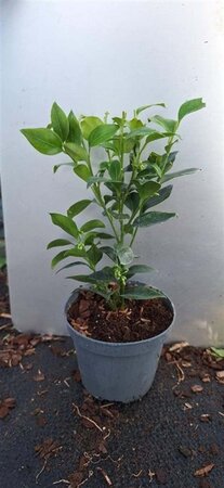 Sarcococca confusa geen maat specificatie 0,55L/P9cm - afbeelding 2