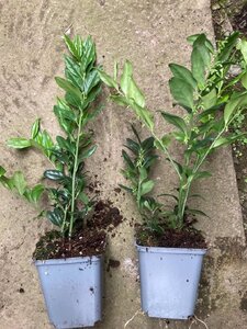 Sarcococca confusa geen maat specificatie 0,55L/P9cm