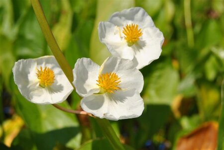 Sagittaria latifolia geen maat specificatie 0,55L/P9cm