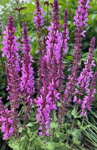 Salvia nemorosa 'Katsjing' ® geen maat specificatie 0,55L/P9cm - afbeelding 1