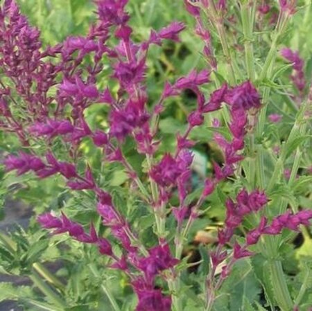 Salvia nem. 'Schwellenburg' geen maat specificatie 0,55L/P9cm - afbeelding 1