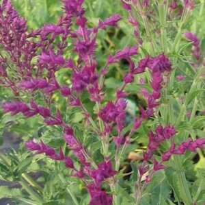 Salvia nem. 'Schwellenburg' geen maat specificatie 0,55L/P9cm - afbeelding 1