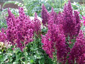 Salvia nem. 'Schwellenburg' geen maat specificatie 0,55L/P9cm - afbeelding 2